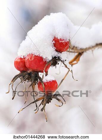 Stock Photo - Wild rose in winter. Fotosearch