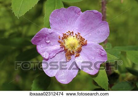 Picture - "Wild rose (Rosa), Baikal, Siberia, Russian Federation, Eurasia". Fotosearch