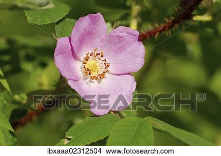 Picture - "Wild rose (Rosa), Baikal, Siberia, Russian Federation, Eurasia". Fotosearch