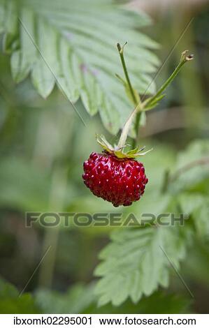 "Wild strawberry, woodland strawberry (Fragaria vesca), Stuttgart, Baden-Wuerttemberg, Germany, Europe" View Large Photo Image Stock Image - "Wild strawberry, woodland strawberry (Fragaria vesca), Stuttgart, Baden-Wuerttemberg, Germany, Europe". Fotosearch