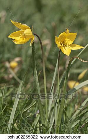 Stock Image - "Wild tulip (Tulipa silvestris), Braunsbach, Baden-Wuerttemberg, Germany, Europe". Fotosearch