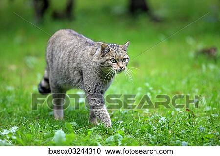 "Wildcat (Felis silvestris), alert, stalking, captive, Hanau, Hesse, Germany, Europe" View Large Photo Image Stock Image - "Wildcat (Felis silvestris), alert, stalking, captive, Hanau, Hesse, Germany, Europe". Fotosearch