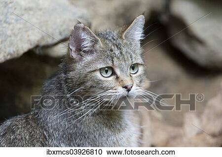 "Wildcat (Felis silvestris), animal enclosure, Bavarian Forest National Park, Bavaria, Germany, Europe" View Large Photo Image Stock Image - "Wildcat (Felis silvestris), animal enclosure, Bavarian Forest National Park, Bavaria, Germany, Europe". Fotosearch