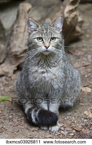 Stock Image - "Wildcat (Felis silvestris), animal enclosure, Bavarian Forest National Park, Bavaria, Germany, Europe". Fotosearch