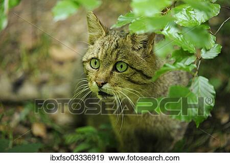 "Wildcat (Felis silvestris), animal enclosure, Bavarian Forest National Park, Bavaria, Germany, Europe" View Large Photo Image Stock Photo - "Wildcat (Felis silvestris), animal enclosure, Bavarian Forest National Park, Bavaria, Germany, Europe". Fotosearch