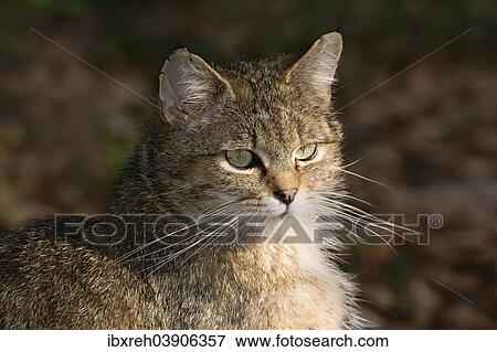 Stock Photo - "Wildcat (Felis silvestris), captive, animal enclosure, Bavarian Forest National Park, Bavaria, Germany, Europe". Fotosearch