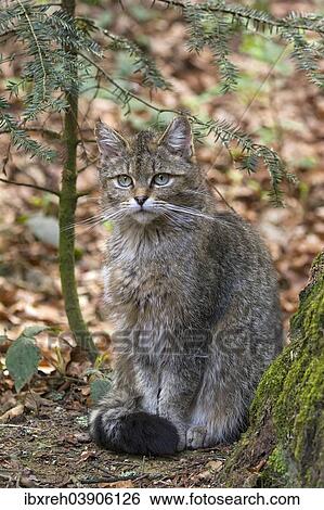 "Wildcat (Felis silvestris), captive, animal enclosure, Bavarian Forest National Park, Bavaria, Germany, Europe" View Large Photo Image Stock Photograph - "Wildcat (Felis silvestris), captive, animal enclosure, Bavarian Forest National Park, Bavaria, Germany, Europe". Fotosearch