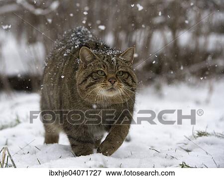 "Wildcat (Felis silvestris), Hunsruck, Rhineland-Palatinate, Germany, Europe" View Large Photo Image Stock Photo - "Wildcat (Felis silvestris), Hunsruck, Rhineland-Palatinate, Germany, Europe". Fotosearch