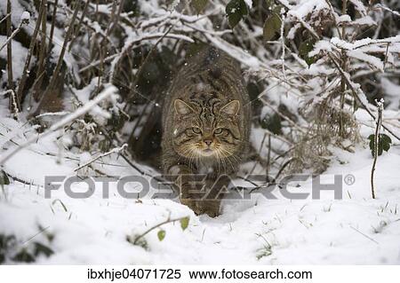 "Wildcat (Felis silvestris), Hunsruck, Rhineland-Palatinate, Germany, Europe" View Large Photo Image Stock Photography - "Wildcat (Felis silvestris), Hunsruck, Rhineland-Palatinate, Germany, Europe". Fotosearch