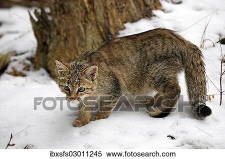 "Wildcat (Felis silvestris) in the snow, Lahn-Dill-Kreis, Taunus, Hesse, Germany, Europe" View Large Photo Image Stock Photography - "Wildcat (Felis silvestris) in the snow, Lahn-Dill-Kreis, Taunus, Hesse, Germany, Europe". Fotosearch