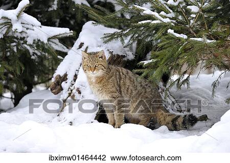 Wildcat (Felis silvestris) in winter View Large Photo Image Stock Image - Wildcat (Felis silvestris) in winter. Fotosearch