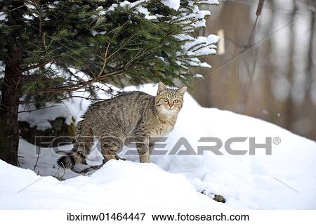 "Wildcat (Felis silvestris) in winter, in front of den" View Large Photo Image Stock Photo - "Wildcat (Felis silvestris) in winter, in front of den". Fotosearch