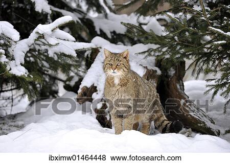 Wildcat (Felis silvestris) in winter View Large Photo Image Stock Photo - Wildcat (Felis silvestris) in winter. Fotosearch