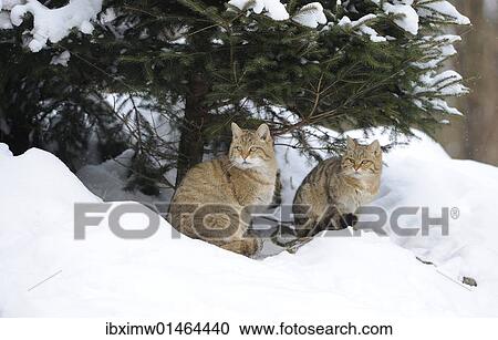 Stock Image - "Wildcat (Felis silvestris), juveniles in winter in front of den". Fotosearch