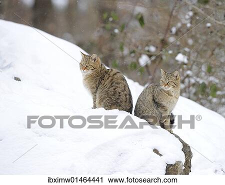 Stock Image - "Wildcat (Felis silvestris), juveniles in winter". Fotosearch