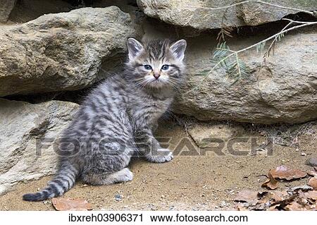 Stock Image - "Wildcat (Felis silvestris), kitten, captive, animal enclosure, Bavarian Forest National Park, Bavaria, Germany, Europe". Fotosearch