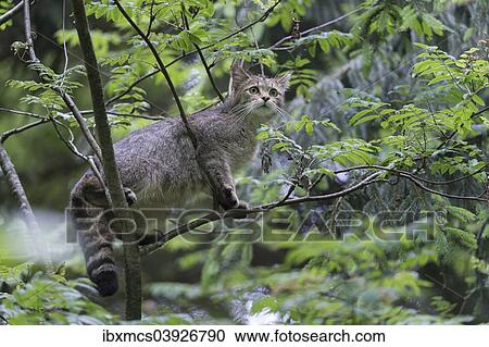 "Wildcat (Felis silvestris) on a tree in an animal enclosure, Bavarian Forest National Park, Bavaria, Germany, Europe" View Large Photo Image Stock Image - "Wildcat (Felis silvestris) on a tree in an animal enclosure, Bavarian Forest National Park, Bavaria, Germany, Europe". Fotosearch