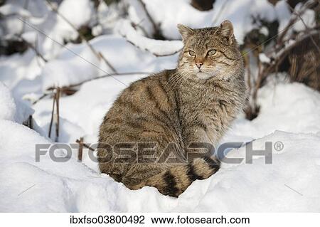 Stock Image - "Wildcat (Felis silvestris) sitting in the snow, captive, Thuringia, Germany, Europe". Fotosearch