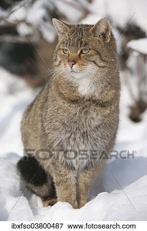 "Wildcat (Felis silvestris) sitting in the snow, captive, Thuringia, Germany, Europe" View Large Photo Image Stock Photo - "Wildcat (Felis silvestris) sitting in the snow, captive, Thuringia, Germany, Europe". Fotosearch