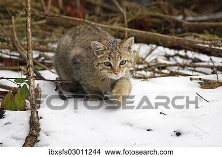 "Wildcat (Felis silvestris) sneaking in the snow, Lahn-Dill-Kreis, Taunus, Hesse, Germany, Europe" View Large Photo Image Picture - "Wildcat (Felis silvestris) sneaking in the snow, Lahn-Dill-Kreis, Taunus, Hesse, Germany, Europe". Fotosearch