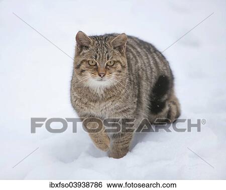 "Wildcat (Felis silvestris) standing in the snow, captive, Baden-Wurttemberg, Germany, Europe" View Large Photo Image Stock Photograph - "Wildcat (Felis silvestris) standing in the snow, captive, Baden-Wurttemberg, Germany, Europe". Fotosearch