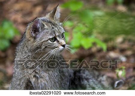 "Wildcat (Felis silvestris), Neuschoenau outdoor animal enclosure, Bavarian Forest, Bavaria, Germany, Europe, PublicGround, Europe" View Large Photo Image Stock Image - "Wildcat (Felis silvestris), Neuschoenau outdoor animal enclosure, Bavarian Forest, Bavaria, Germany, Europe, PublicGround, Europe". Fotosearch