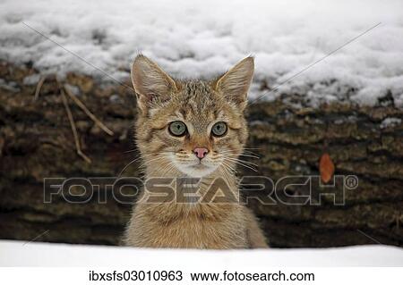 "Wildcat (Felis silvestris), young male looking out from between snow-covered tree trunks, Lahn-Dill-Kreis, Taunus, Hesse, Germany, Europe" View Large Photo Image Stock Image - "Wildcat (Felis silvestris), young male looking out from between snow-covered tree trunks, Lahn-Dill-Kreis, Taunus, Hesse, Germany, Europe". Fotosearch