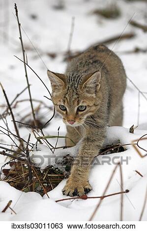 "Wildcat (Felis silvestris), young male in the snow, Lahn-Dill-Kreis, Taunus, Hesse, Germany, Europe" View Large Photo Image Stock Image - "Wildcat (Felis silvestris), young male in the snow, Lahn-Dill-Kreis, Taunus, Hesse, Germany, Europe". Fotosearch
