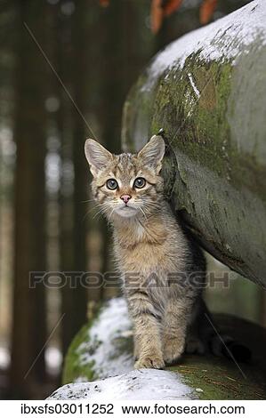"Wildcat (Felis silvestris), young male looking out from between snow-covered tree trunks, Lahn-Dill-Kreis, Taunus, Hesse, Germany, Europe" View Large Photo Image Stock Image - "Wildcat (Felis silvestris), young male looking out from between snow-covered tree trunks, Lahn-Dill-Kreis, Taunus, Hesse, Germany, Europe". Fotosearch