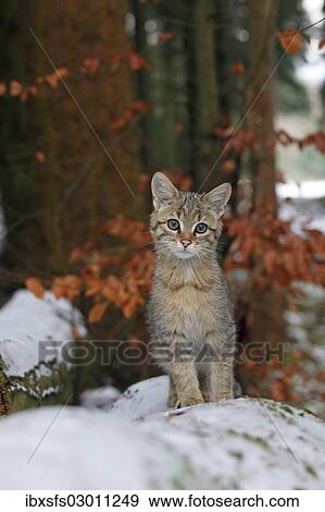 Stock Photo - "Wildcat (Felis silvestris), young male sitting on a snow-covered tree trunk, Lahn-Dill-Kreis, Taunus, Hesse, Germany, Europe". Fotosearch