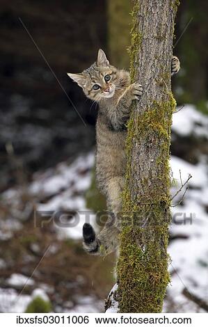 "Wildcat (Felis silvestris), young male climbing a tree, Lahn-Dill-Kreis, Taunus, Hesse, Germany, Europe" View Large Photo Image Stock Photograph - "Wildcat (Felis silvestris), young male climbing a tree, Lahn-Dill-Kreis, Taunus, Hesse, Germany, Europe". Fotosearch