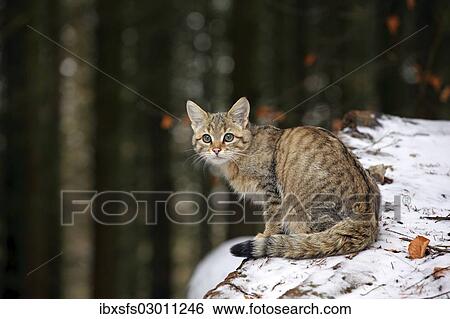 Stock Photograph - "Wildcat (Felis silvestris), young male sitting on a snow-covered tree trunk, Lahn-Dill-Kreis, Taunus, Hesse, Germany, Europe". Fotosearch