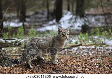 "Wildcat (Felis silvestris), young male, Lahn-Dill-Kreis, Taunus, Hesse, Germany, Europe" View Large Photo Image Stock Photography - "Wildcat (Felis silvestris), young male, Lahn-Dill-Kreis, Taunus, Hesse, Germany, Europe". Fotosearch