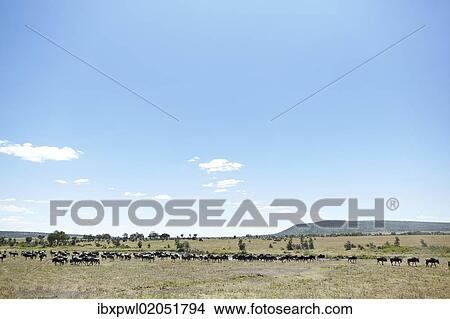 "Wildebeest (Connochaetes taurinus) in the Serengeti, Tanzania, Africa" View Large Photo Image Picture - "Wildebeest (Connochaetes taurinus) in the Serengeti, Tanzania, Africa". Fotosearch