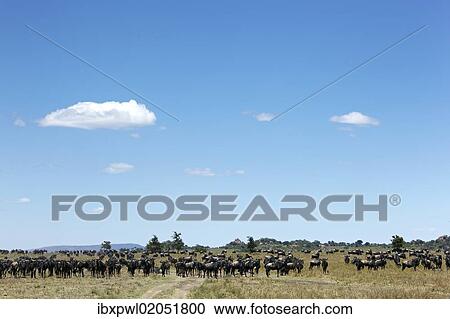 "Wildebeest (Connochaetes taurinus) in the Serengeti, Tanzania, Africa" View Large Photo Image Stock Image - "Wildebeest (Connochaetes taurinus) in the Serengeti, Tanzania, Africa". Fotosearch