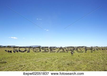"Wildebeest (Connochaetes taurinus) in the Serengeti, Tanzania, Africa" View Large Photo Image Stock Photo - "Wildebeest (Connochaetes taurinus) in the Serengeti, Tanzania, Africa". Fotosearch