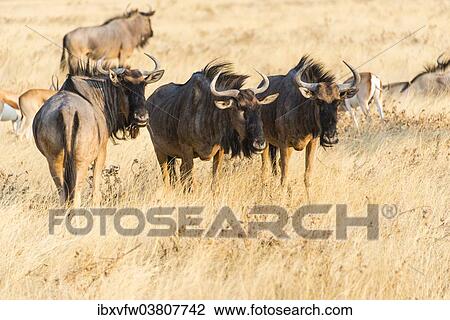 "Wildebeest (Connochaetes taurinus), group in steppe grass, Etosha National Park, Namibia, Africa" View Large Photo Image Stock Image - "Wildebeest (Connochaetes taurinus), group in steppe grass, Etosha National Park, Namibia, Africa". Fotosearch