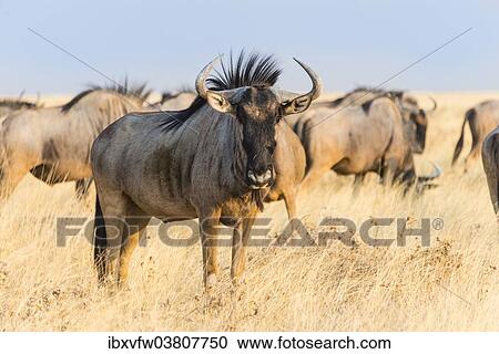 Stock Image - "Wildebeest (Connochaetes taurinus), group in steppe grass, Etosha National Park, Namibia, Africa". Fotosearch
