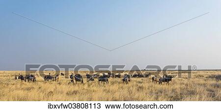 "Wildebeest (Connochaetes taurinus), herd in steppe grass, Etosha National Park, Namibia, Africa" View Large Photo Image Stock Image - "Wildebeest (Connochaetes taurinus), herd in steppe grass, Etosha National Park, Namibia, Africa". Fotosearch