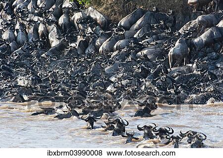 "Wildebeest (Corrochaetes taurinus) crossing the Mara river, migration, Maasai Mara, Kenya, Africa" View Large Photo Image Stock Photo - "Wildebeest (Corrochaetes taurinus) crossing the Mara river, migration, Maasai Mara, Kenya, Africa". Fotosearch