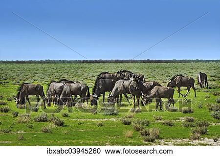 "Wildebeests (Connochaetes sp. ), Etosha National Park, Namibia, Africa" View Large Photo Image Stock Image - "Wildebeests (Connochaetes sp. ), Etosha National Park, Namibia, Africa". Fotosearch