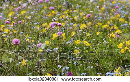 "Wildflower meadow in the Dolomiti di Sesto National Park, Sexten Dolomites, Hochpustertal, High Puster Valley, South Tyrol, Italy, Europe" View Large Photo Image Stock Image - "Wildflower meadow in the Dolomiti di Sesto National Park, Sexten Dolomites, Hochpustertal, High Puster Valley, South Tyrol, Italy, Europe". Fotosearch