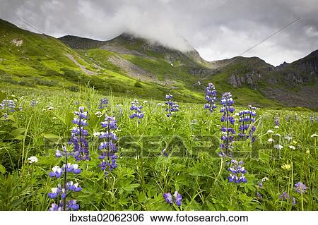 Stock Photograph - "Wildflower meadow in the Talkeetna Mountains, Alaska, USA, North America". Fotosearch