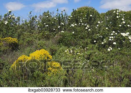 "Wildflowers in spring, Algarve, Portugal, Europe" View Large Photo Image Stock Image - "Wildflowers in spring, Algarve, Portugal, Europe". Fotosearch
