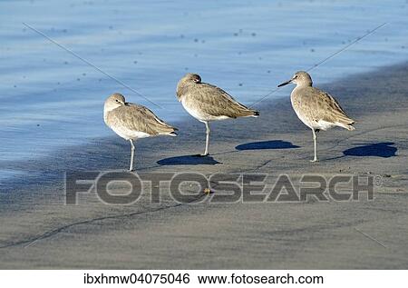 "Willets (Catoptrophorus semipalmatus) in the intertidal zone, Oceanside, near San Diego, California, United States, North America" View Large Photo Image Stock Photograph - "Willets (Catoptrophorus semipalmatus) in the intertidal zone, Oceanside, near San Diego, California, United States, North America". Fotosearch