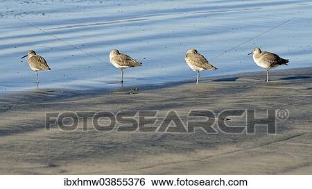 "Willets (Tringa semipalmata) in the intertidal zone, Oceanside, San Diego, California, United States, North America" View Large Photo Image Stock Photograph - "Willets (Tringa semipalmata) in the intertidal zone, Oceanside, San Diego, California, United States, North America". Fotosearch