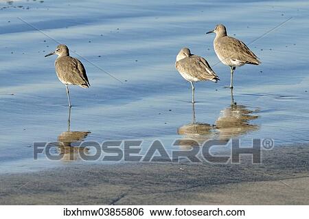 "Willets (Tringa semipalmata) in the intertidal zone, Oceanside, San Diego, California, United States, North America" View Large Photo Image Stock Photograph - "Willets (Tringa semipalmata) in the intertidal zone, Oceanside, San Diego, California, United States, North America". Fotosearch
