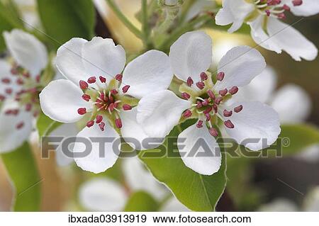 "Williams Christ, cultivar of the Common Pear (Pyrus communis), blossoms, North Rhine-Westphalia, Germany, Europe" View Large Photo Image Stock Photo - "Williams Christ, cultivar of the Common Pear (Pyrus communis), blossoms, North Rhine-Westphalia, Germany, Europe". Fotosearch