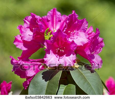 "Williams Rhododendron (Rhododendron williamsianum), flowering, Thuringia, Germany, Europe" View Large Photo Image Stock Image - "Williams Rhododendron (Rhododendron williamsianum), flowering, Thuringia, Germany, Europe". Fotosearch