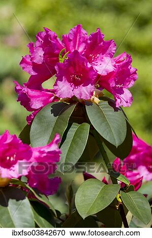 "Williams Rhododendron (Rhododendron williamsianum), flowering, Thuringia, Germany, Europe" View Large Photo Image Stock Image - "Williams Rhododendron (Rhododendron williamsianum), flowering, Thuringia, Germany, Europe". Fotosearch